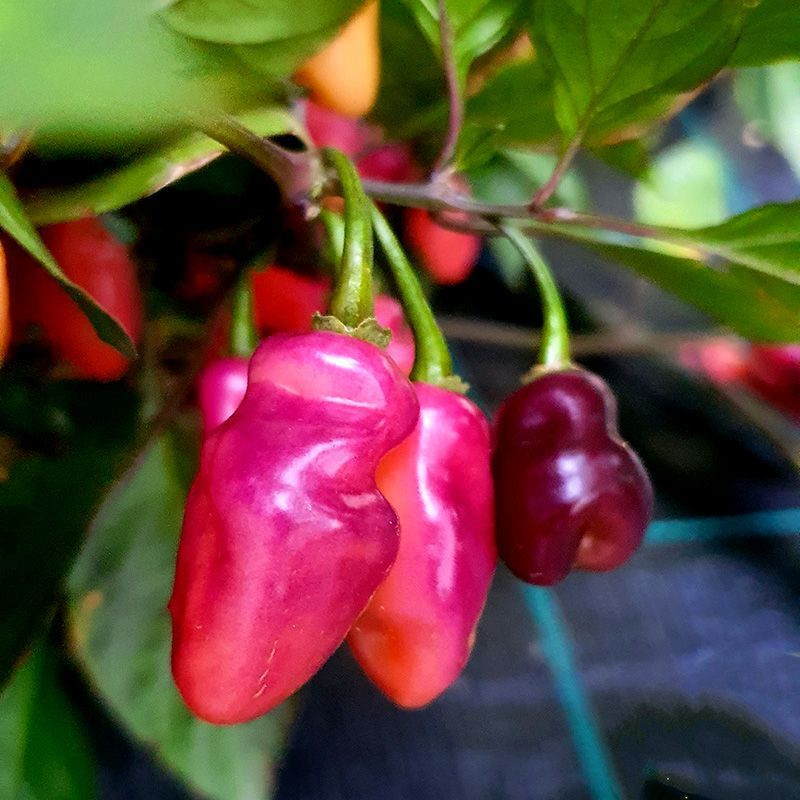 Hot pepper seeds Fidalgo Roxa - 5