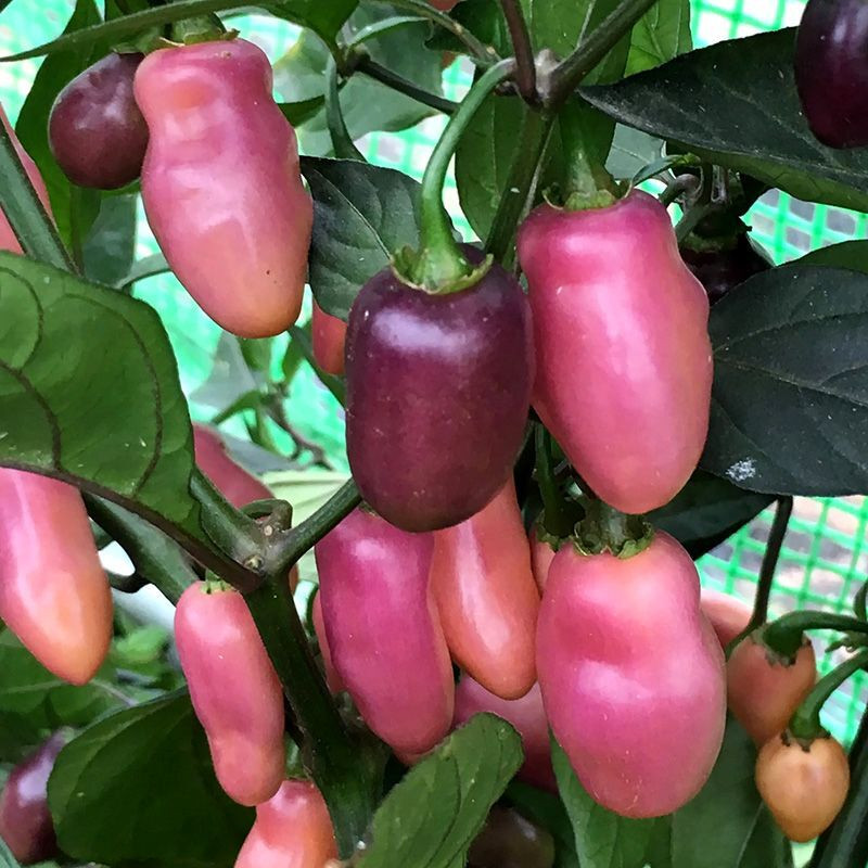 Hot pepper seeds Fidalgo Roxa - 5