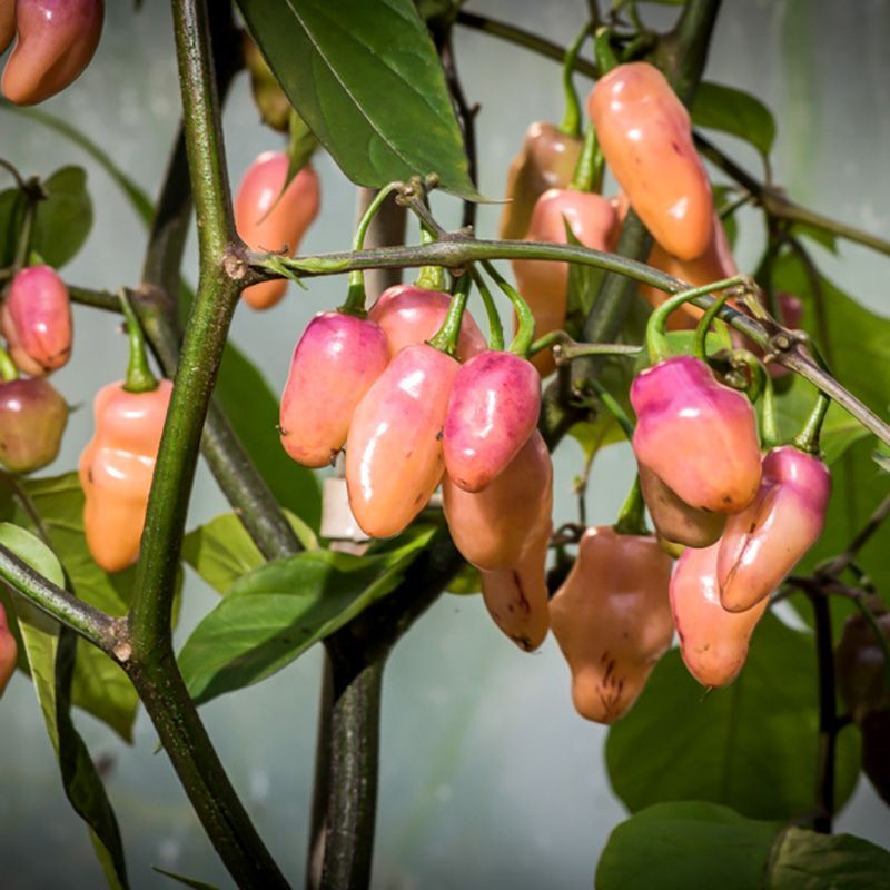 Hot pepper seeds Fidalgo Roxa - 5