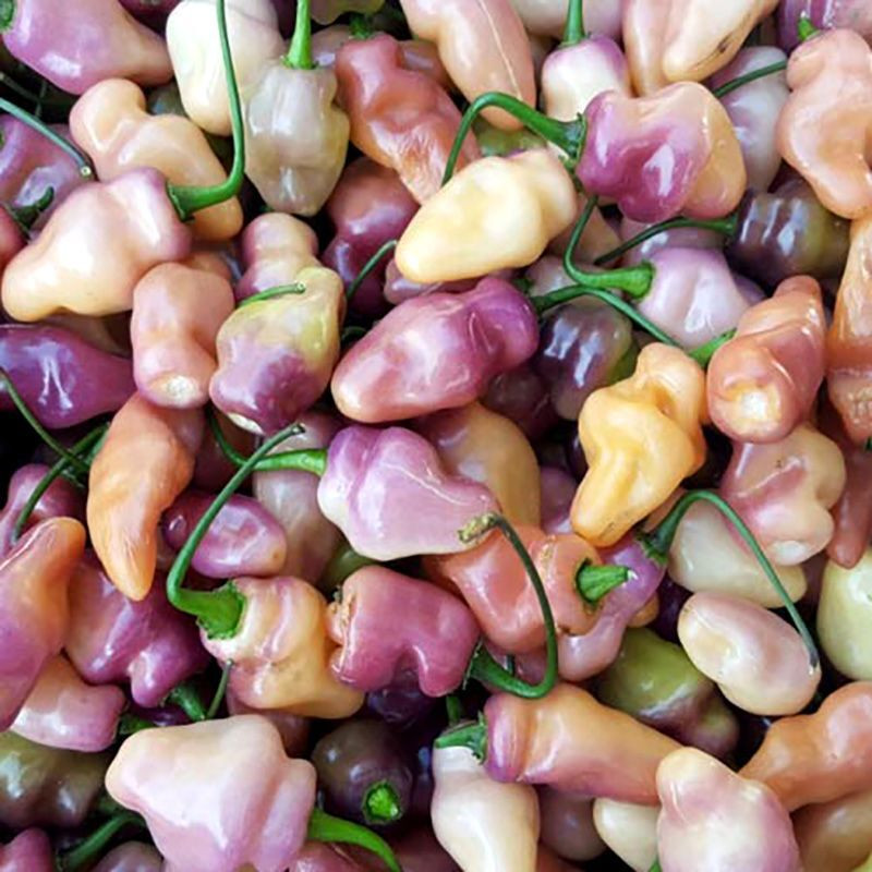 Hot pepper seeds Fidalgo Roxa - 5