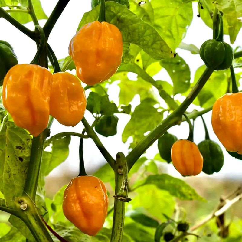 Hot pepper seeds Habanero Golden - 5