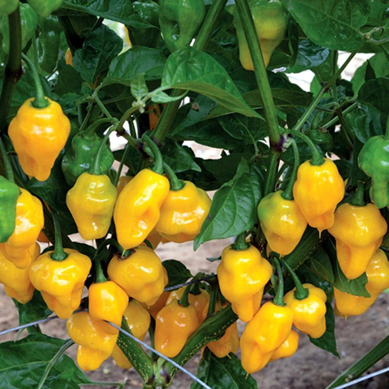 Hot pepper seeds Habanero Golden - 5
