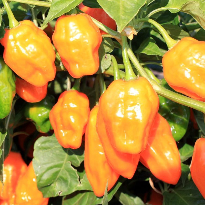 Hot pepper seeds Habanero Golden - 5