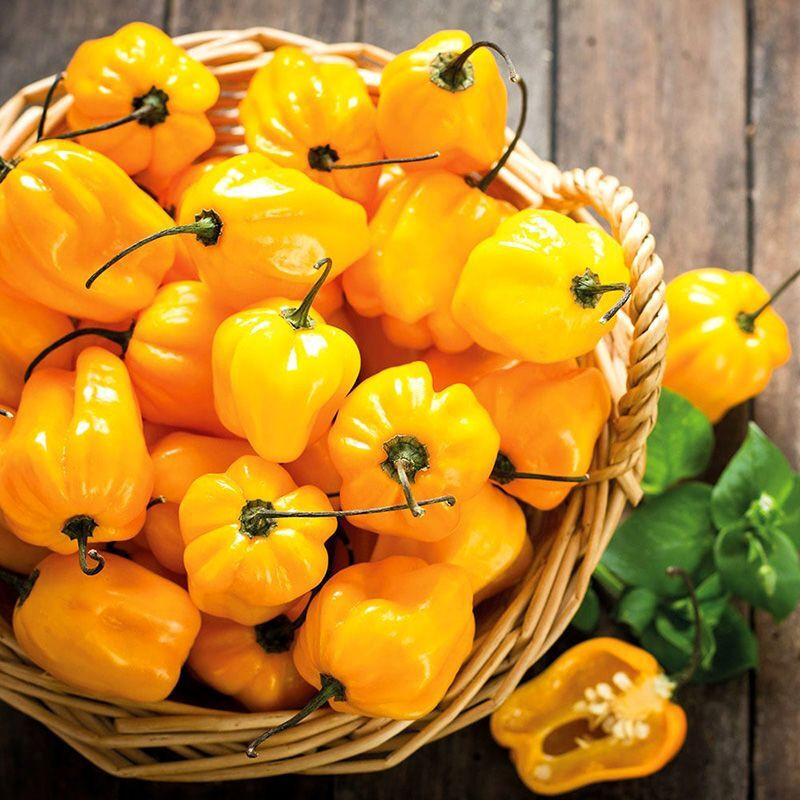 Hot pepper seeds Habanero Golden - 5