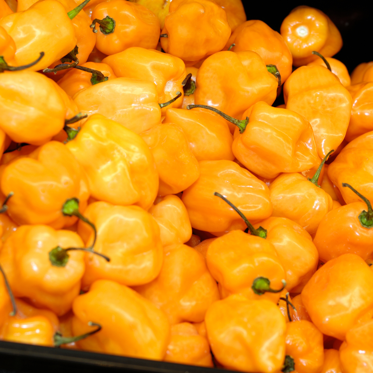 Hot pepper seeds Habanero Golden - 5