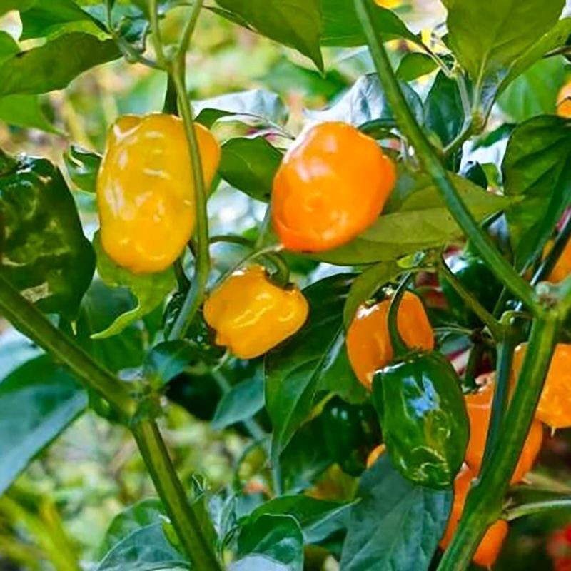 Hot pepper seeds Habanero Golden - 5