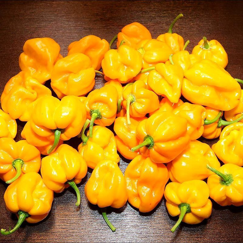 Hot pepper seeds Habanero Golden - 5