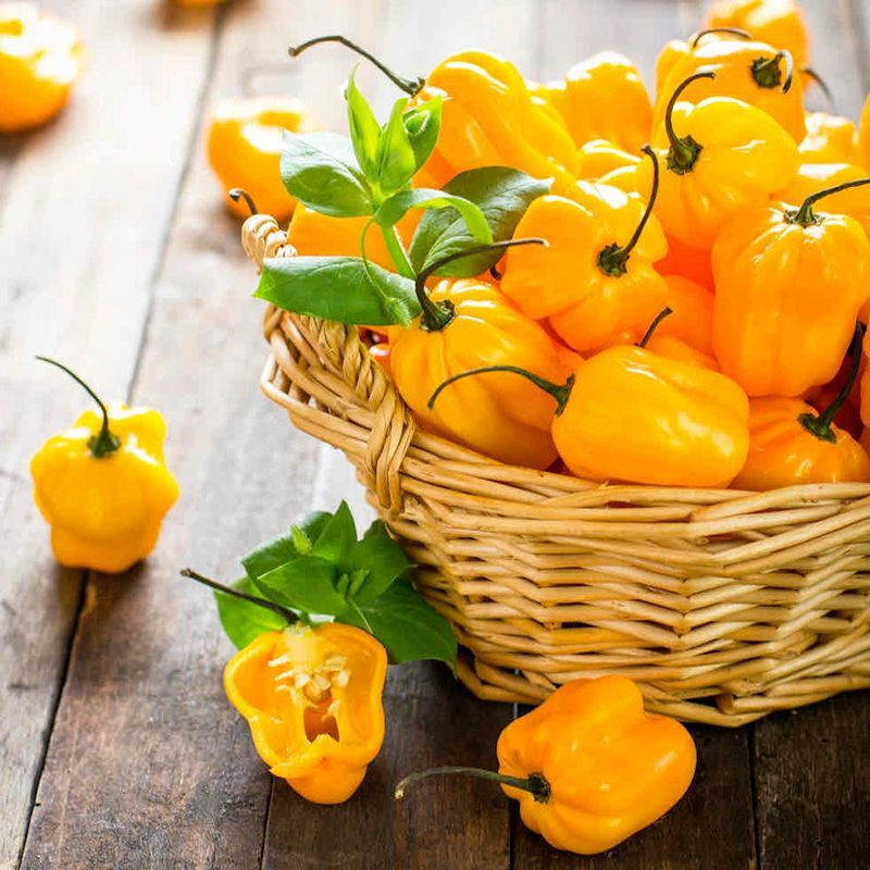 Hot pepper seeds Habanero Golden - 5