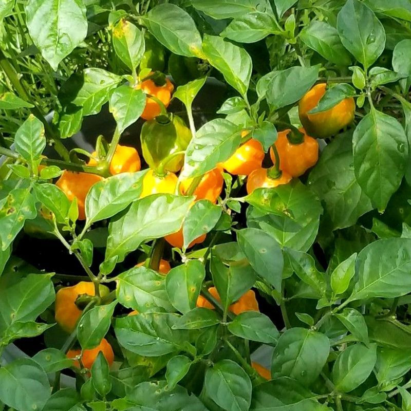Hot pepper seeds Habanero Golden - 5