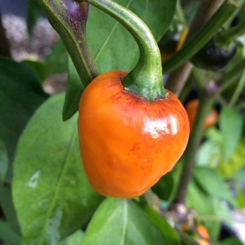 Hot pepper seeds Golden Nugget - 5