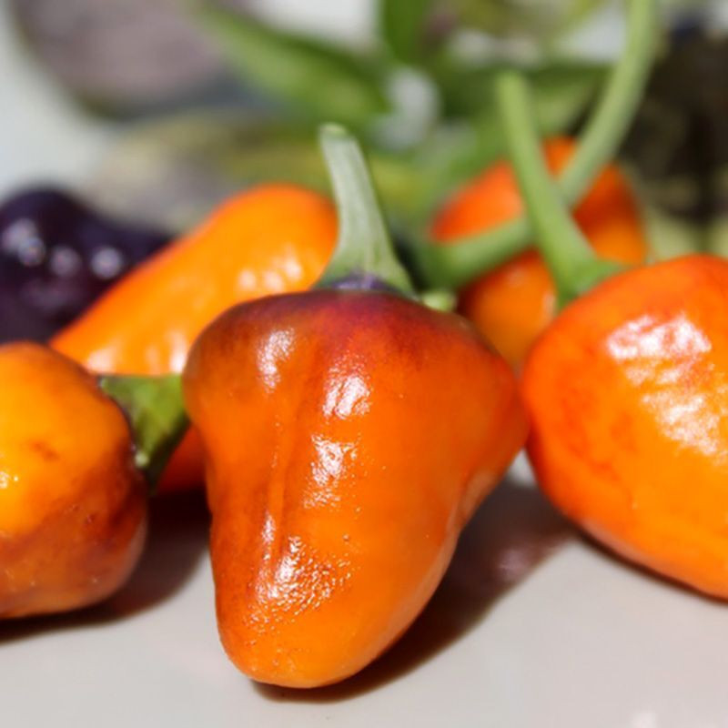 Hot pepper seeds Golden Nugget - 5