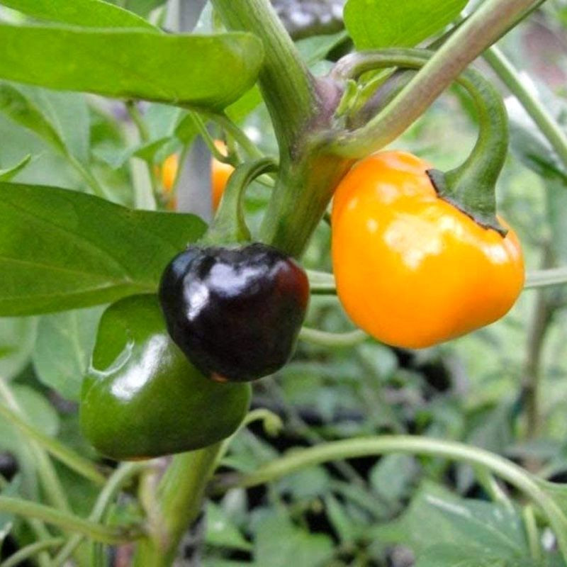 Hot pepper seeds Golden Nugget - 5