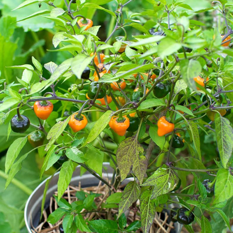 Hot pepper seeds Golden Nugget - 5