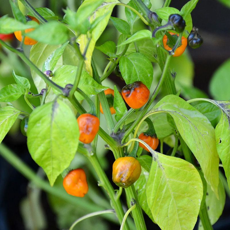 Hot pepper seeds Golden Nugget - 5