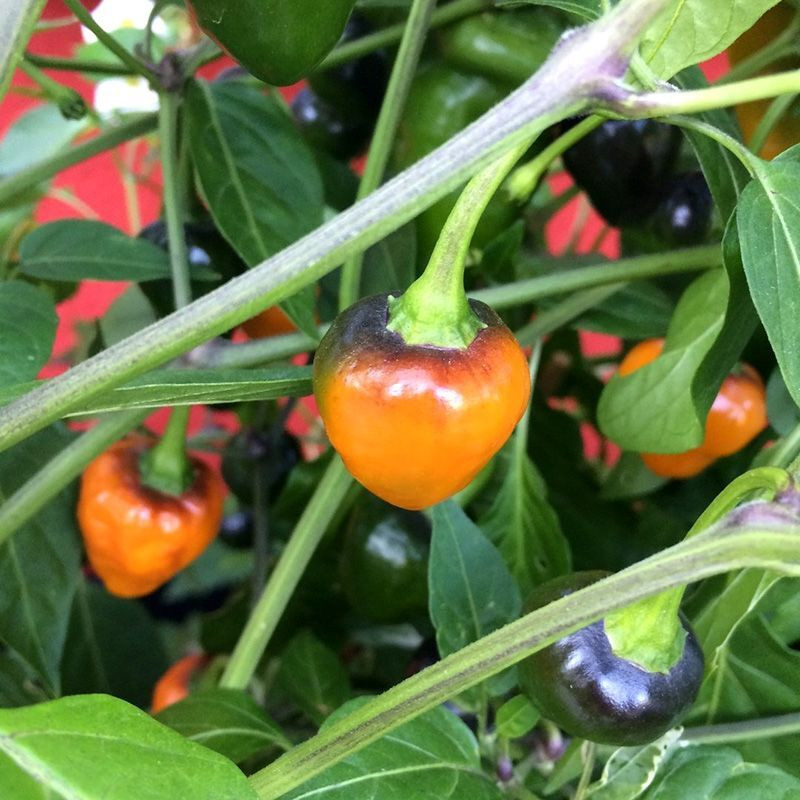 Hot pepper seeds Golden Nugget - 5