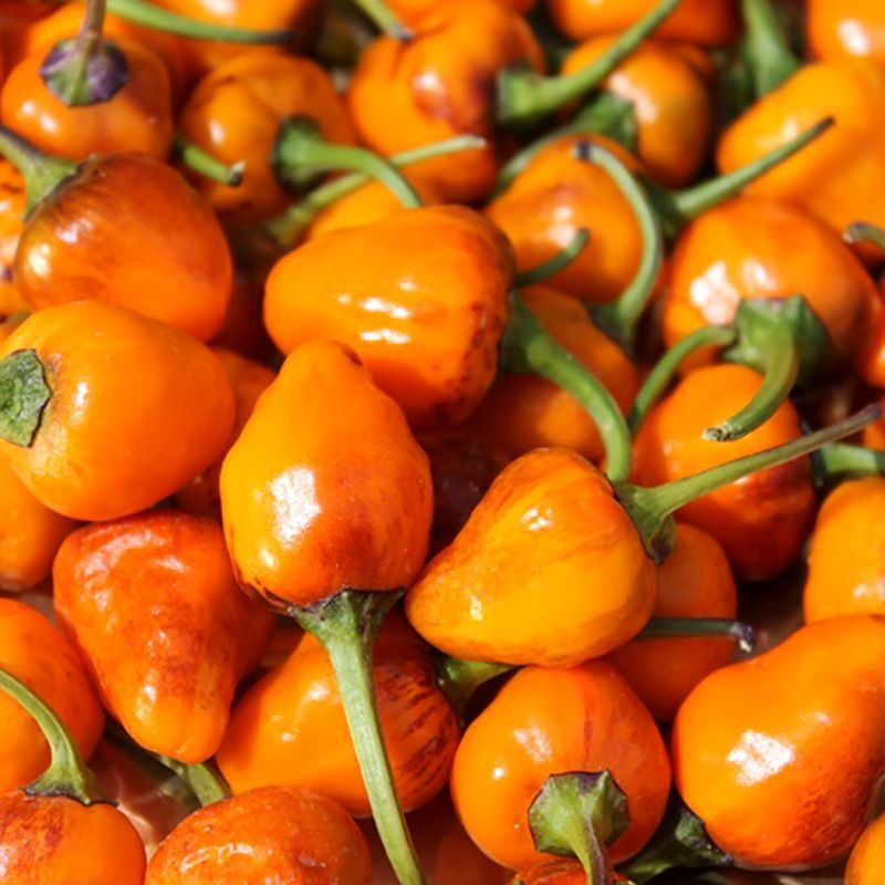 Hot pepper seeds Golden Nugget - 5