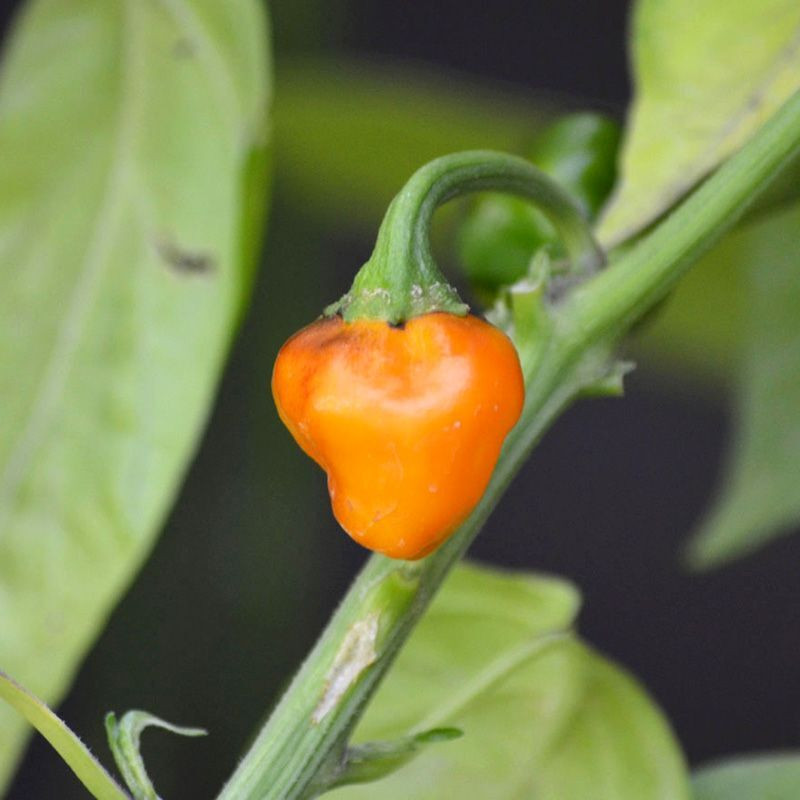 Hot pepper seeds Golden Nugget - 5