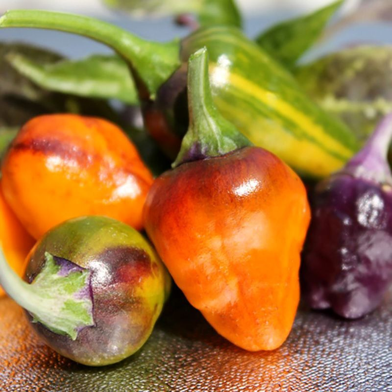 Hot pepper seeds Golden Nugget - 5