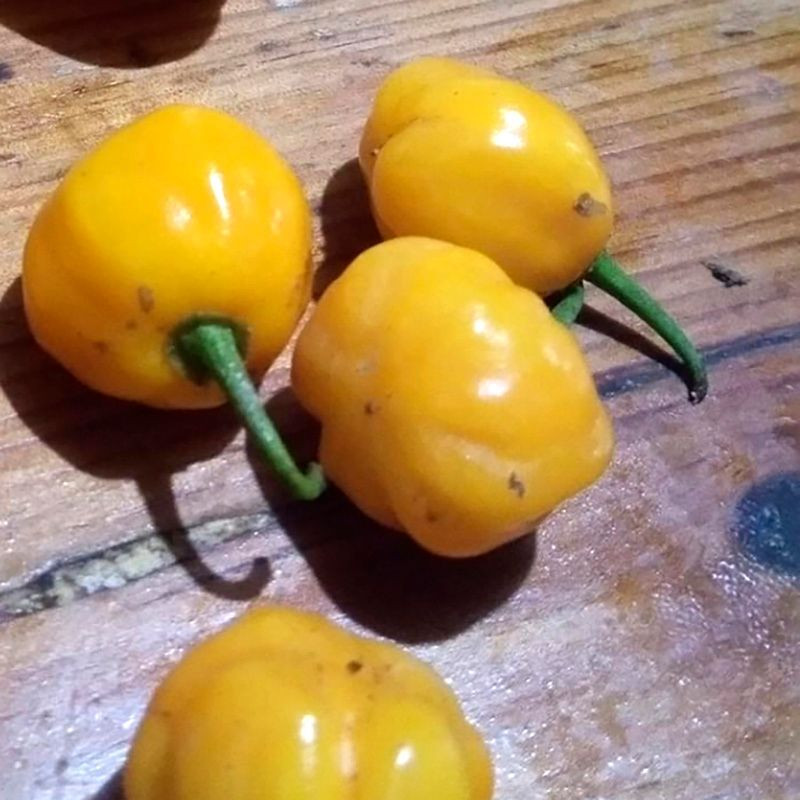 Hot pepper seeds Cherry Yellow - 5