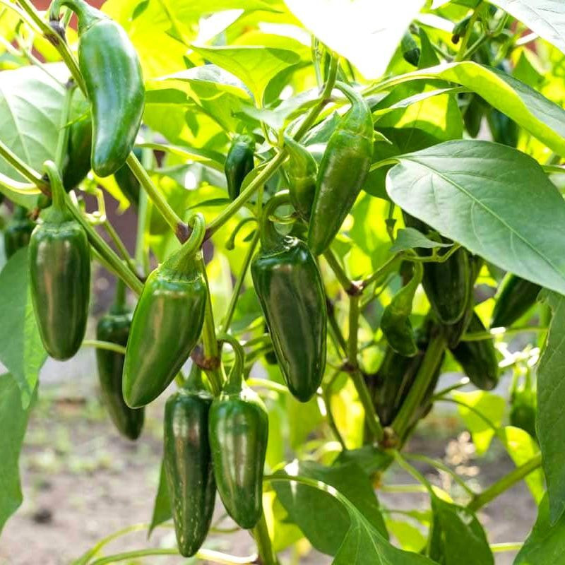 Hot pepper seeds Jalapeno Giant - 5