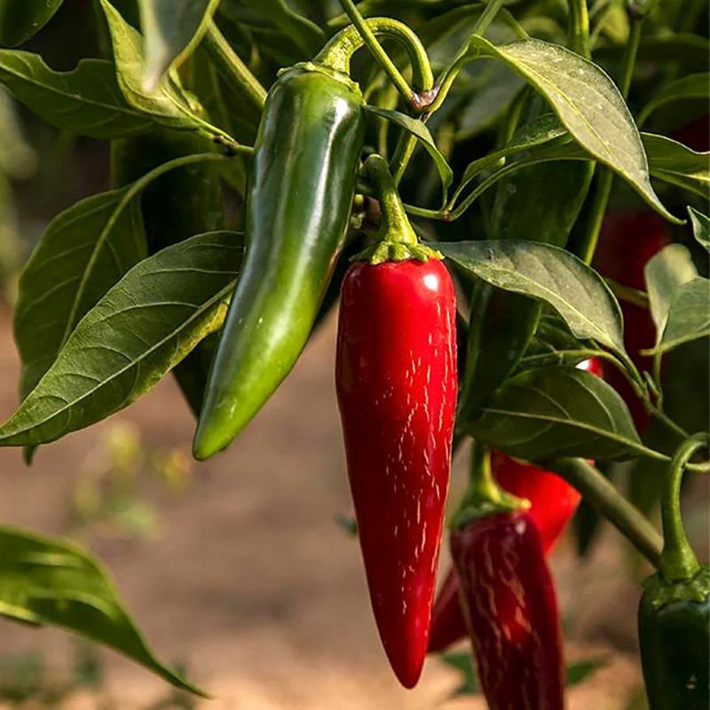 Hot pepper seeds Jalapeno Giant - 5