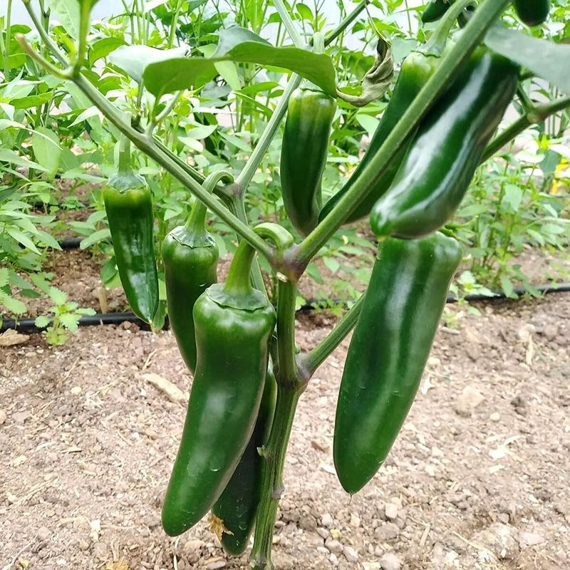 Hot pepper seeds Jalapeno Giant - 5