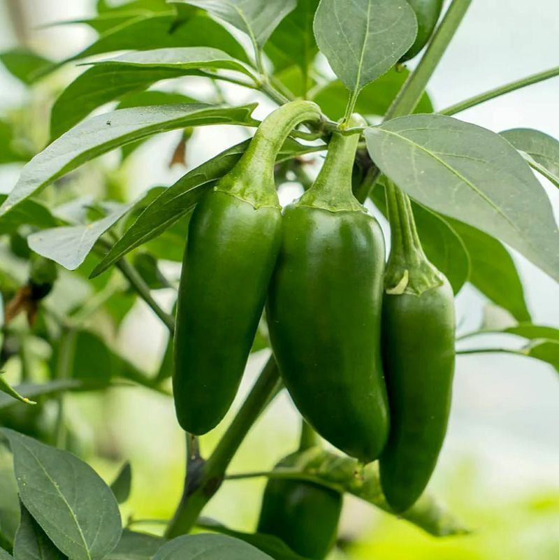 Hot pepper seeds Jalapeno Giant - 5