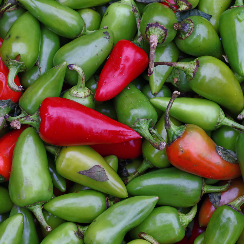 Hot pepper seeds Jalapeno Giant - 5