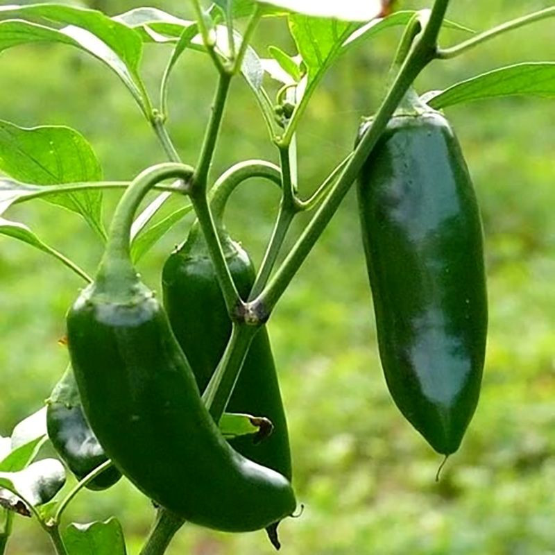 Hot pepper seeds Jalapeno Giant - 5