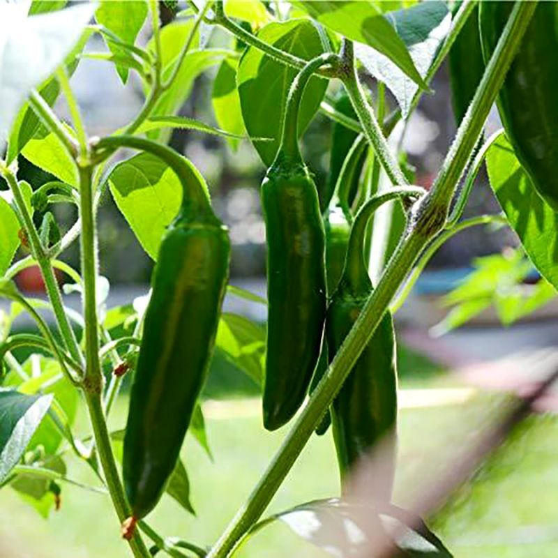 Hot pepper seeds Jalapeno Giant - 5