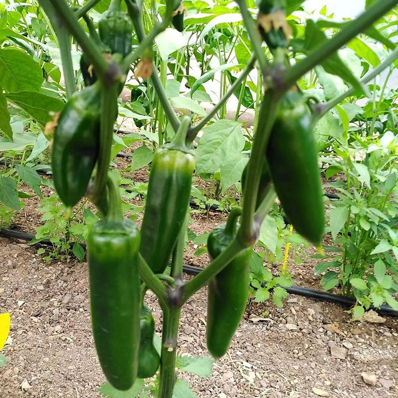 Hot pepper seeds Jalapeno Giant - 5
