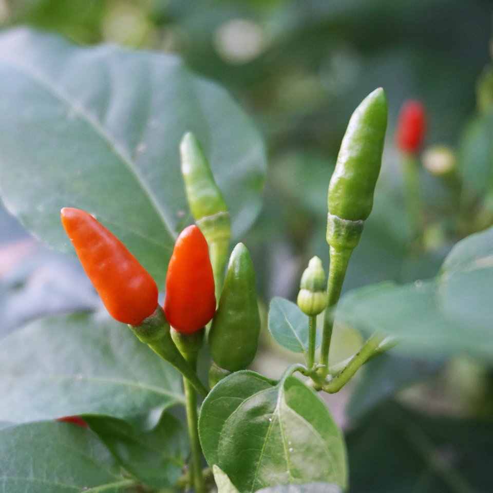Hot pepper seeds Thai dragon - 5