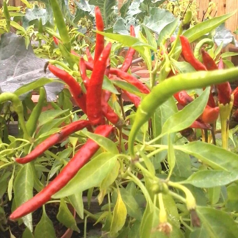 Hot pepper seeds Thai dragon - 5
