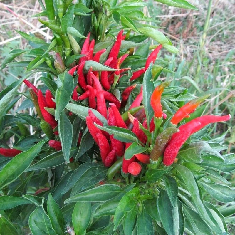 Hot pepper seeds Thai dragon - 5