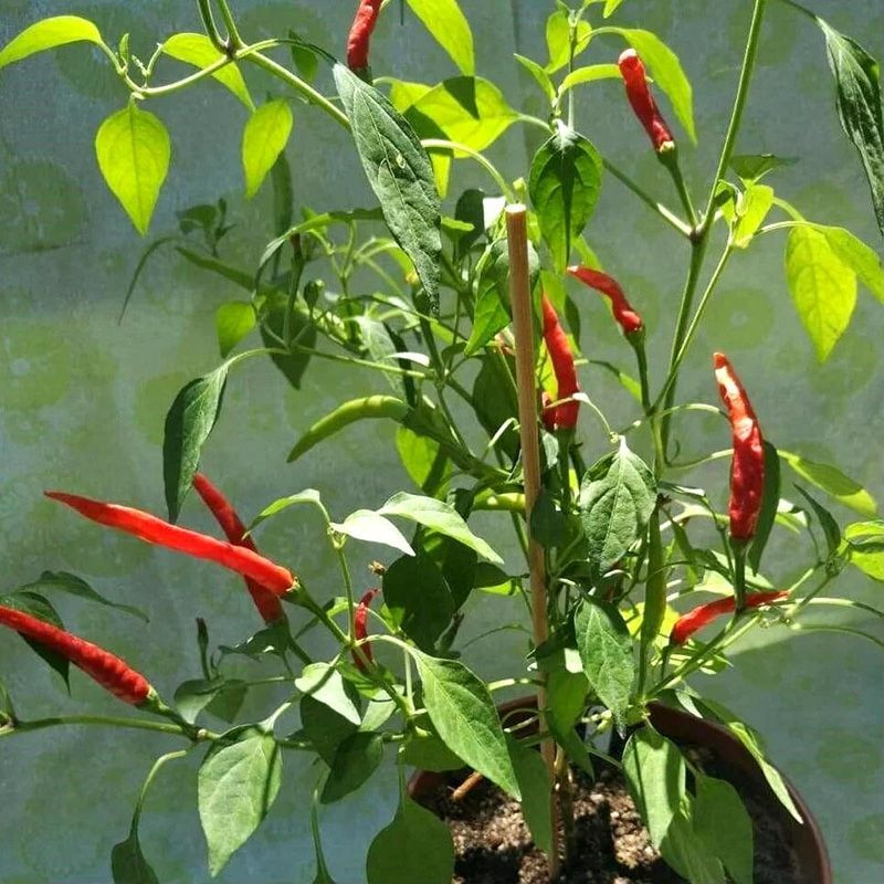 Hot pepper seeds Thai dragon - 5