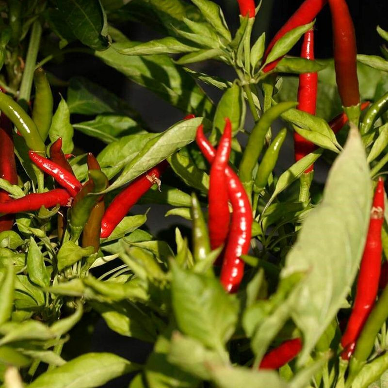 Hot pepper seeds Thai dragon - 5