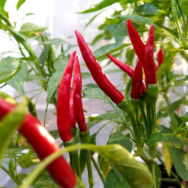 Hot pepper seeds Thai dragon - 5