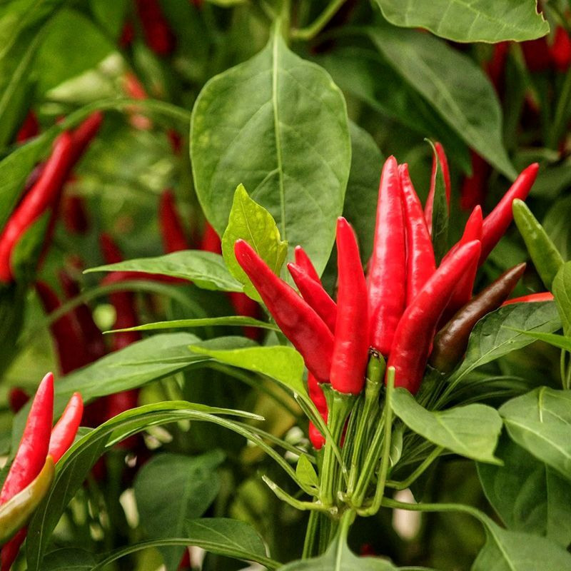 Hot pepper seeds Thai dragon - 5