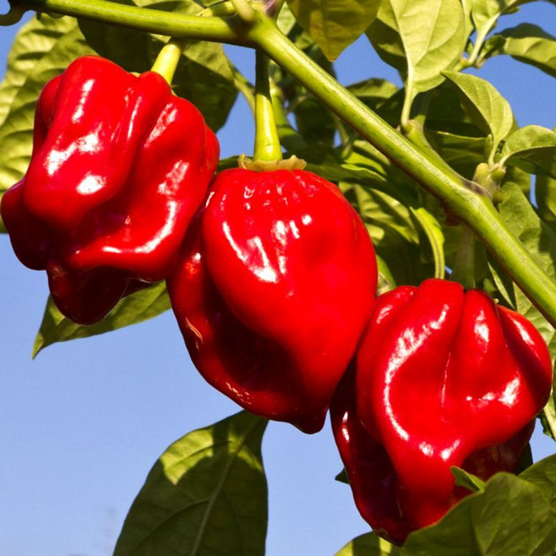 Hot pepper seeds Habanero Red - 5