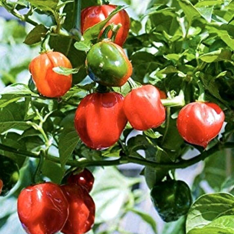 Hot pepper seeds Habanero Red - 5