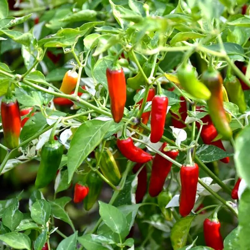 Hot pepper seeds Serrano rojo (red) - 5