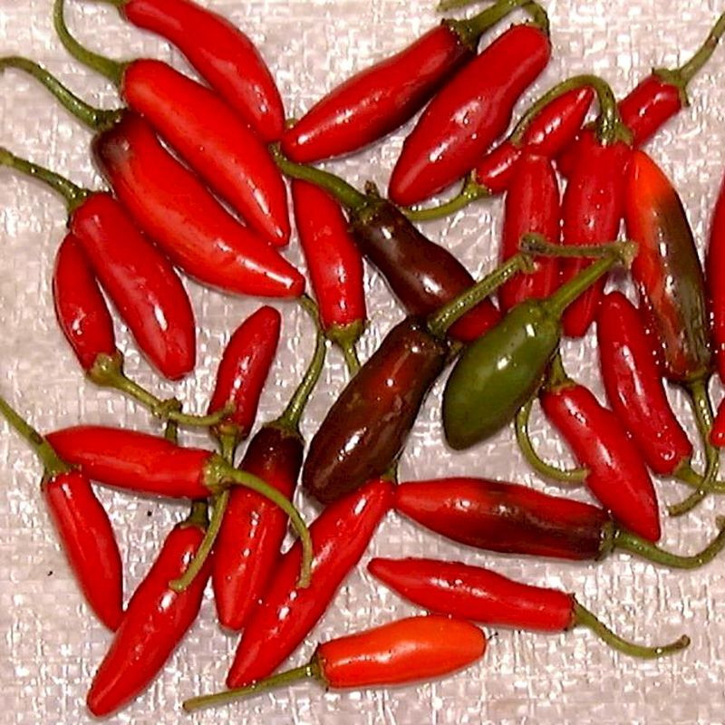Hot pepper seeds Serrano rojo (red) - 5