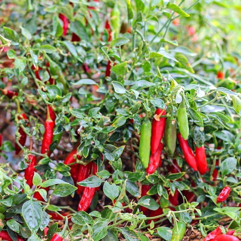 Hot pepper seeds Serrano rojo (red) - 5