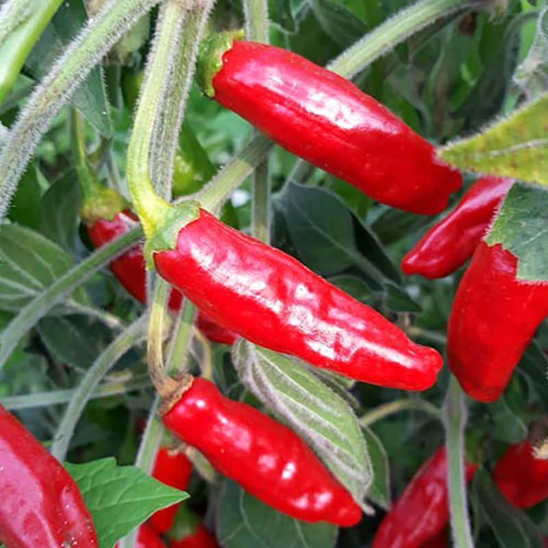Hot pepper seeds Serrano rojo (red) - 5