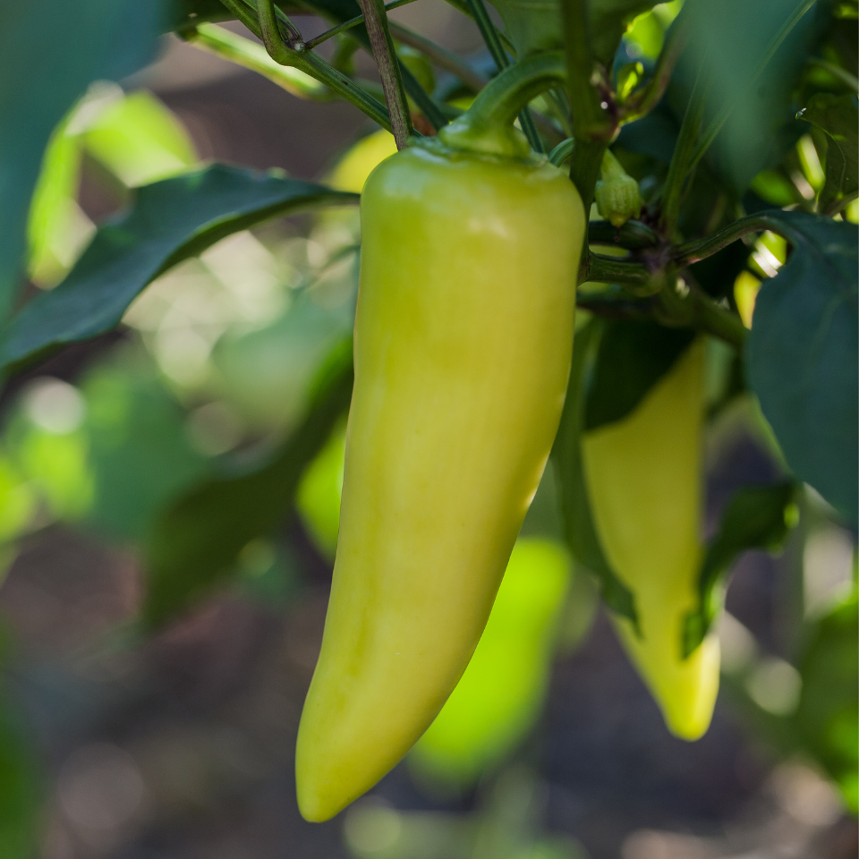 Hot pepper seeds Jalapeno NuMex lemon - 5