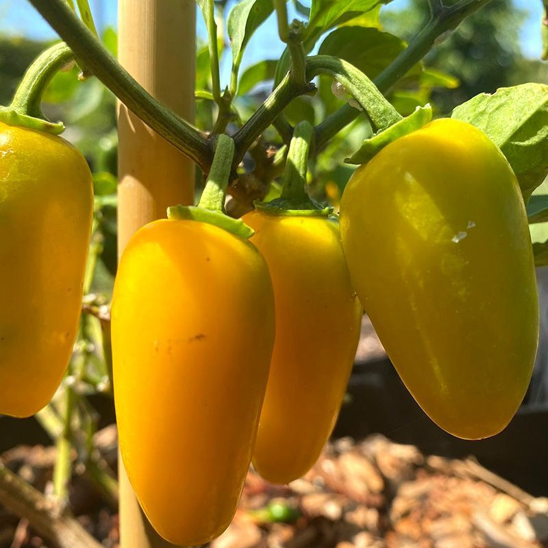 Hot pepper seeds Jalapeno NuMex lemon - 5