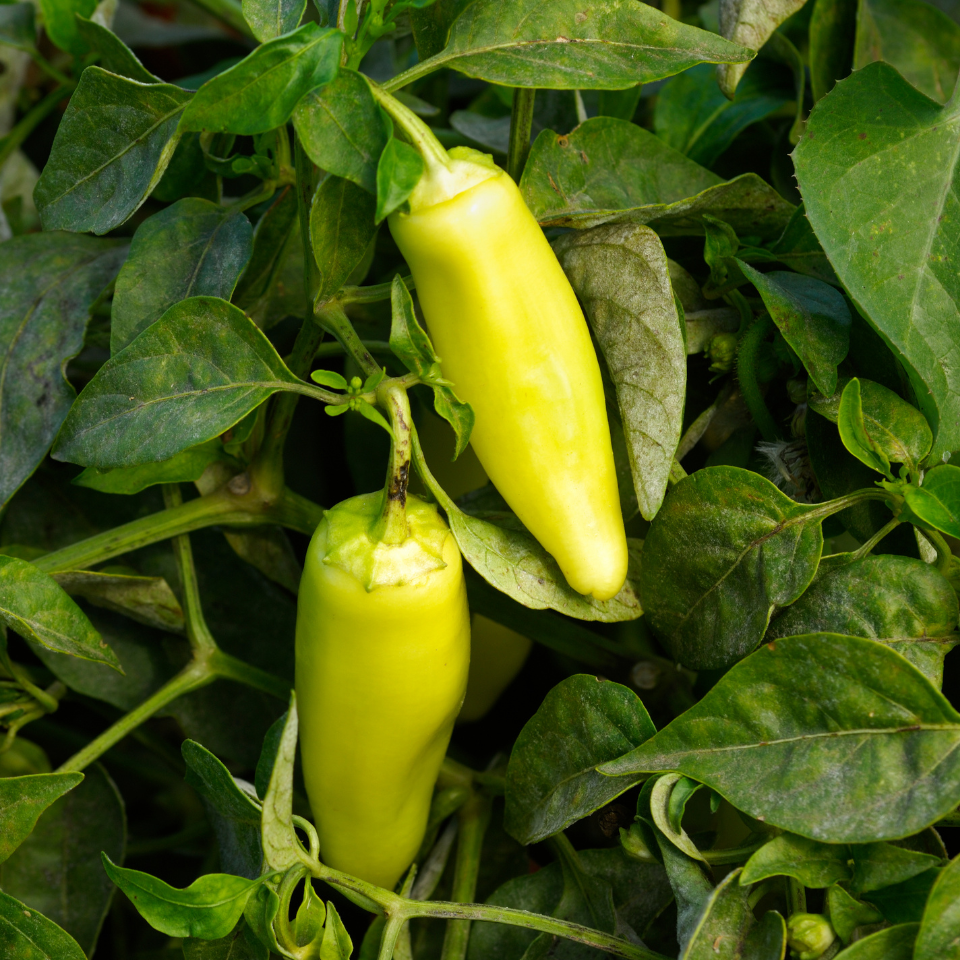 Hot pepper seeds Jalapeno NuMex lemon - 5