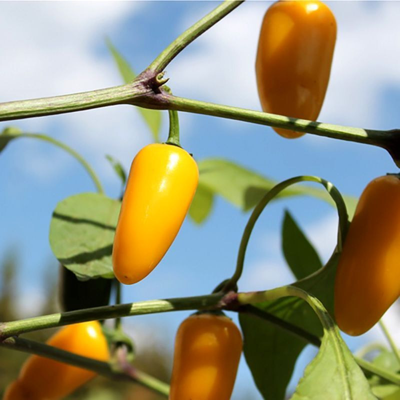 Hot pepper seeds Jalapeno NuMex lemon - 5