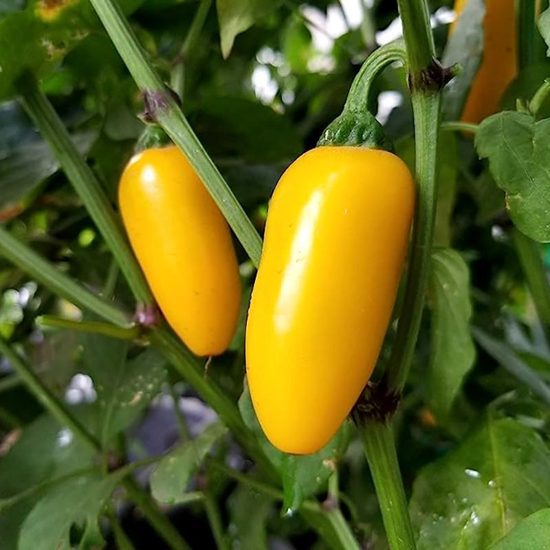 Hot pepper seeds Jalapeno NuMex lemon - 5