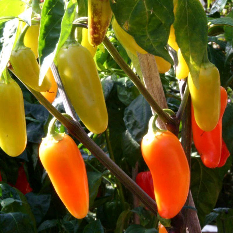 Hot pepper seeds Jalapeno NuMex lemon - 5